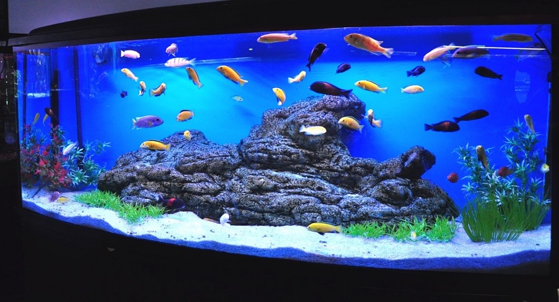 Голландский аквариум. Золотые правила оформления.